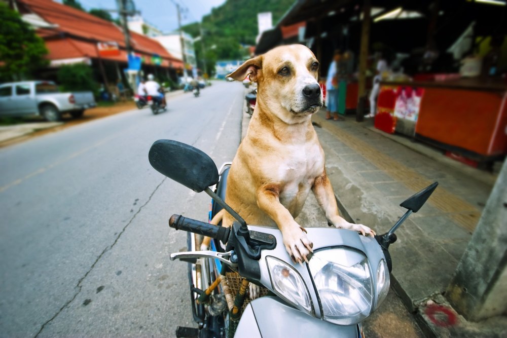 hund kører på scooter i thailand