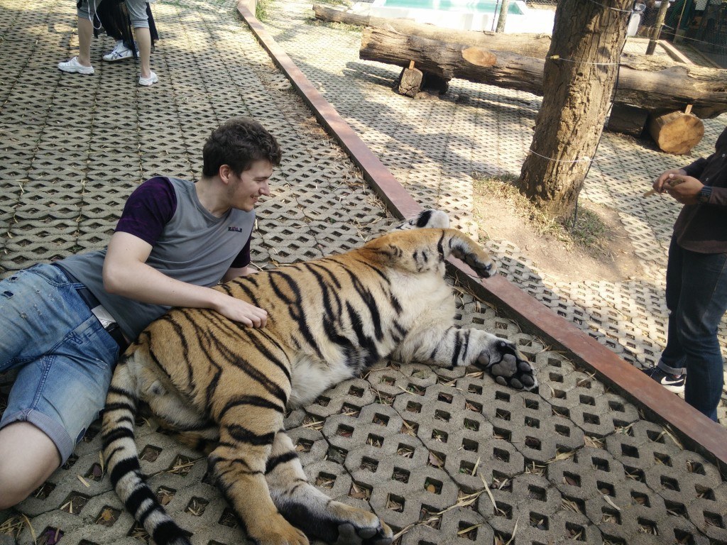 Endnu en dårlig idé til at tjene penge på ferien: Pas på tigre.